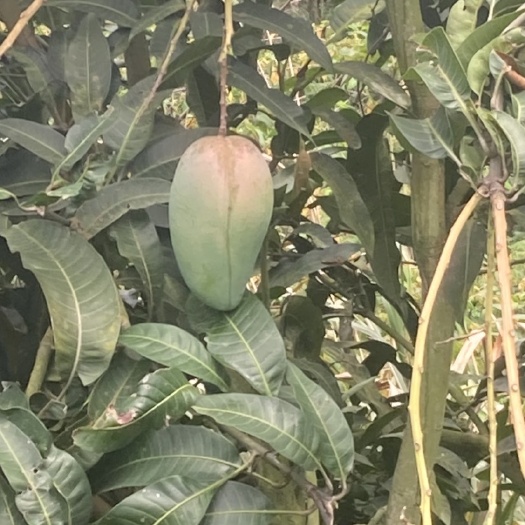  金煌芒