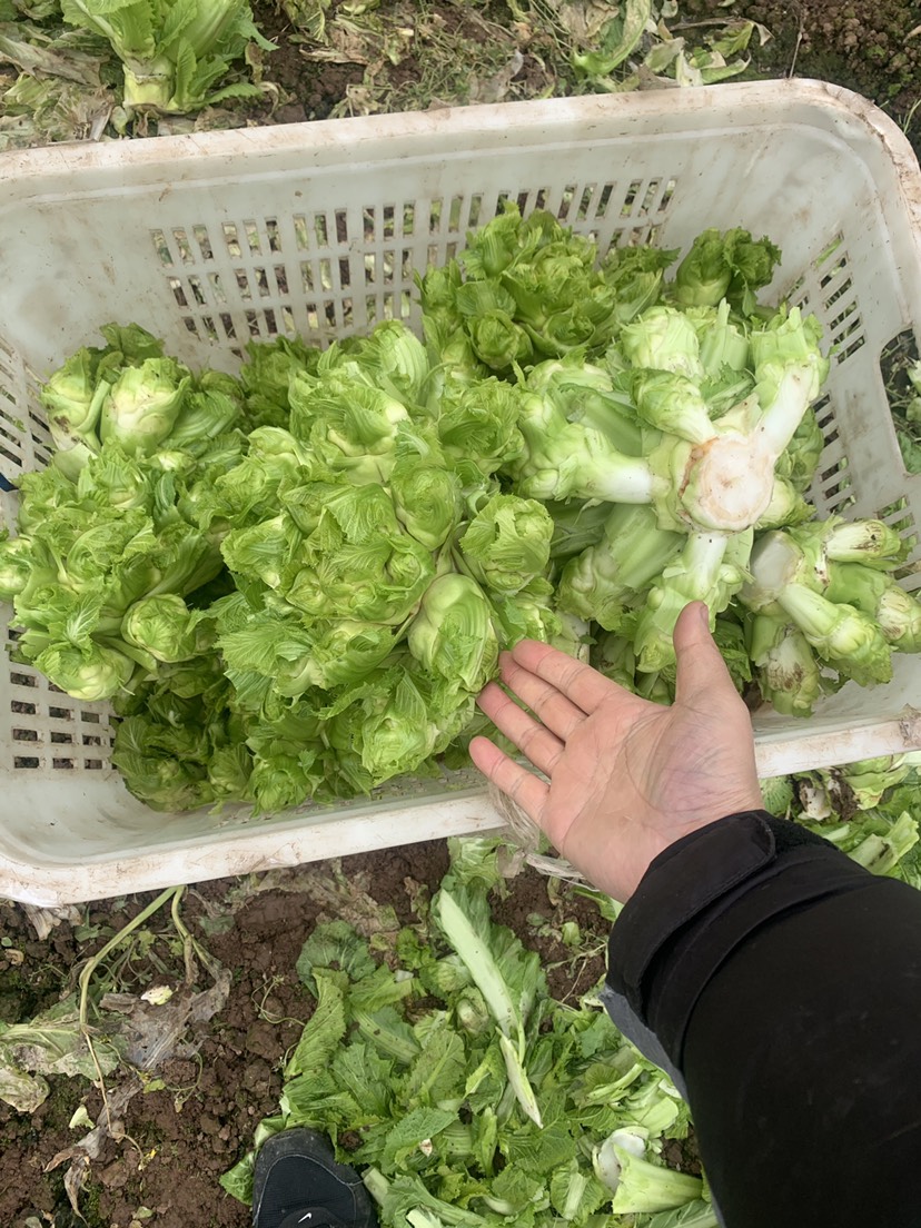 儿菜，