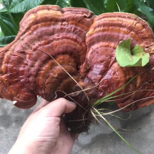 东宁市紫灵芝  东北自然生灵芝