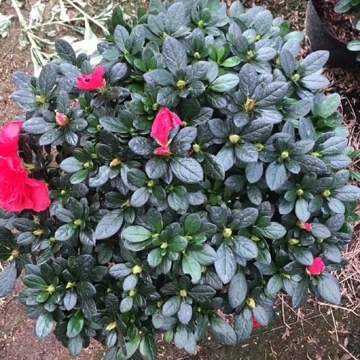 漳平市西洋杜鹃 杜鹃花