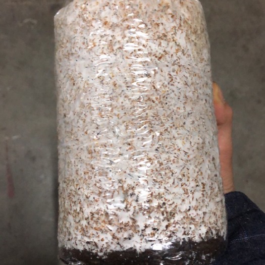 大方县竹荪菌种  红托竹荪菌棒 贵州竹荪 织金竹荪菌棒，菌包
