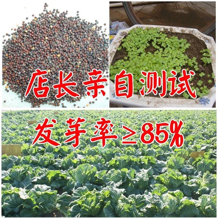 黄心白菜种子  津品60白菜种子10克 农田菜园高产易种不塌