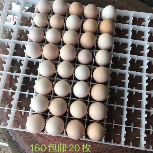 灵山县鸡种蛋 斗鸡受精种蛋