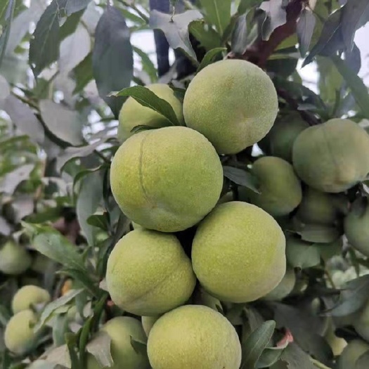 大邑县 青脆李（大棚）