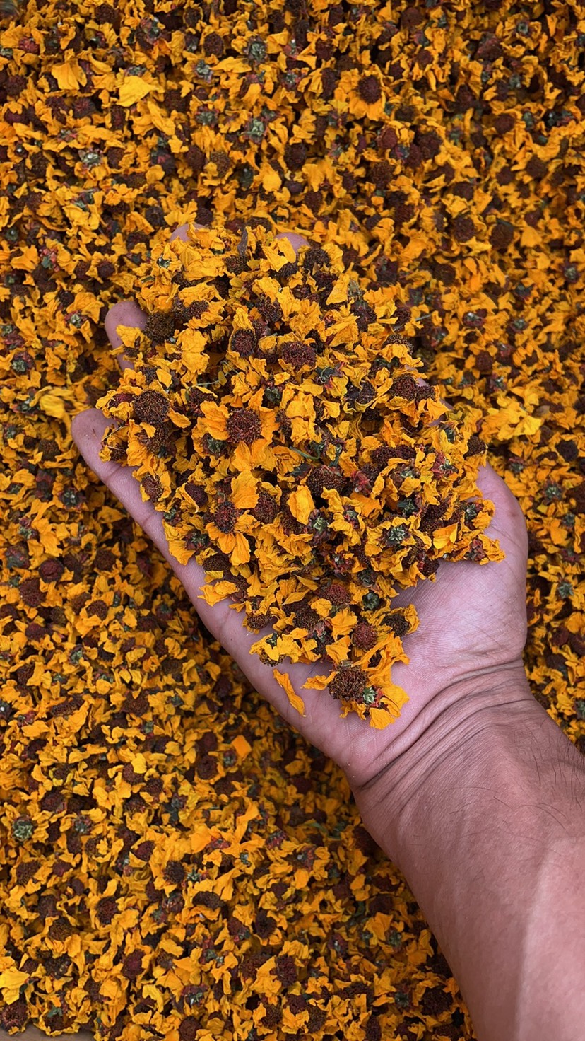 菊花茶  新疆昆仑雪菊  大量现货