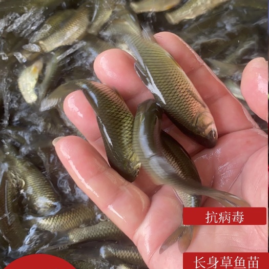 草鱼苗  ，草鱼水花，已做抗体疫苗，抗病能力强，成活率高