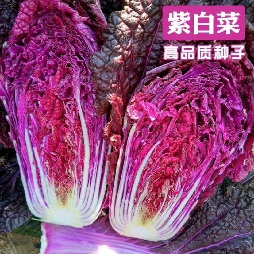 紫白菜種子 千寶菜，紫白菜，速成夏日白菜種子