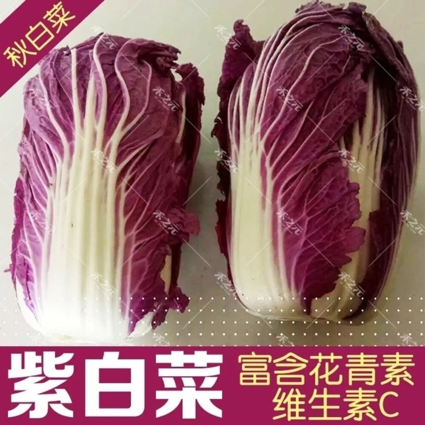 紫白菜種子 千寶菜，紫白菜，速成夏日白菜種子
