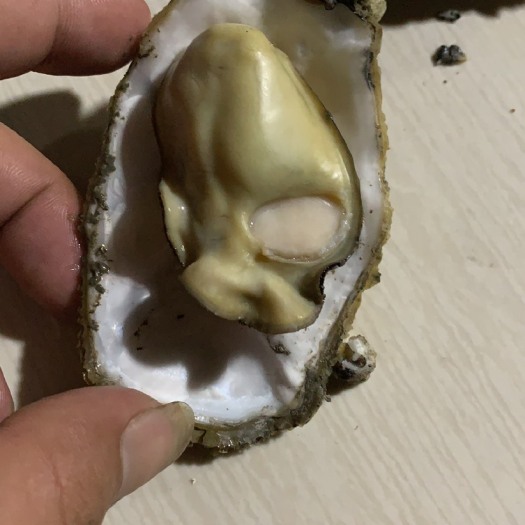 诏安县三倍体生蚝 三倍体大小规格 ，大量有货