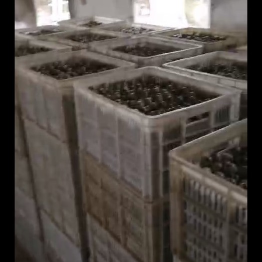 抚州鲜鹌鹑蛋走量批发