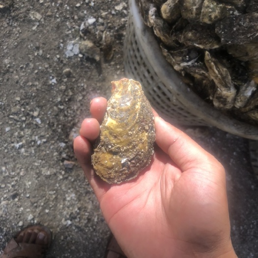 诏安县珍珠蚝 福建小蚝肥度还不错。￼￼￼￼