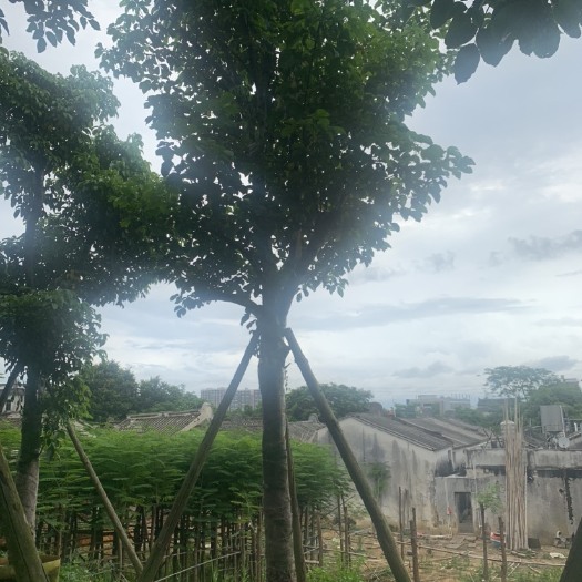 普宁市秋枫