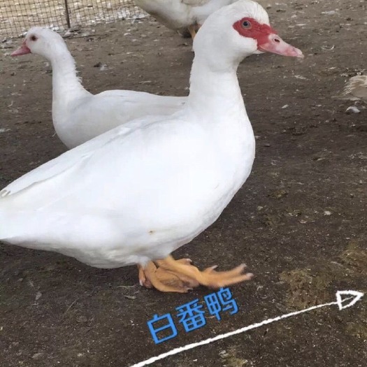 南宁大种白番鸭苗、红脸鸭苗、可分公母苗厂家直销，包邮到家