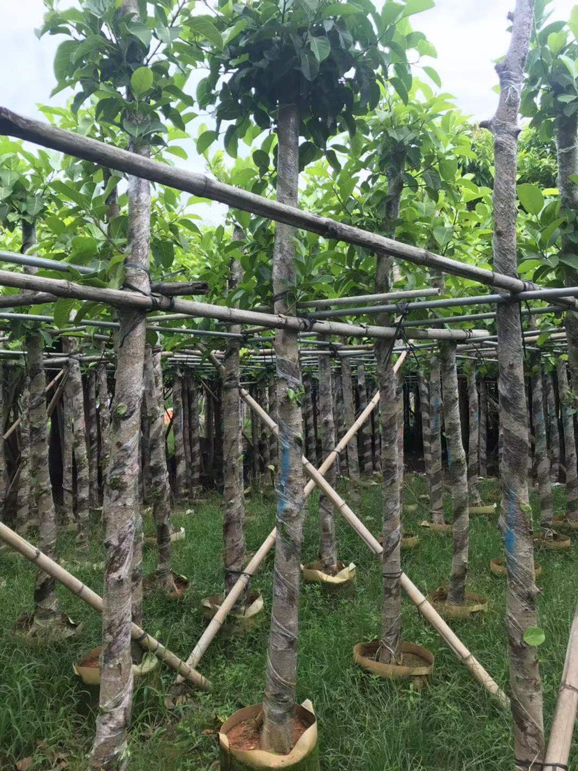 广东普宁供货高山榕苗木带土球发货提供技术指导