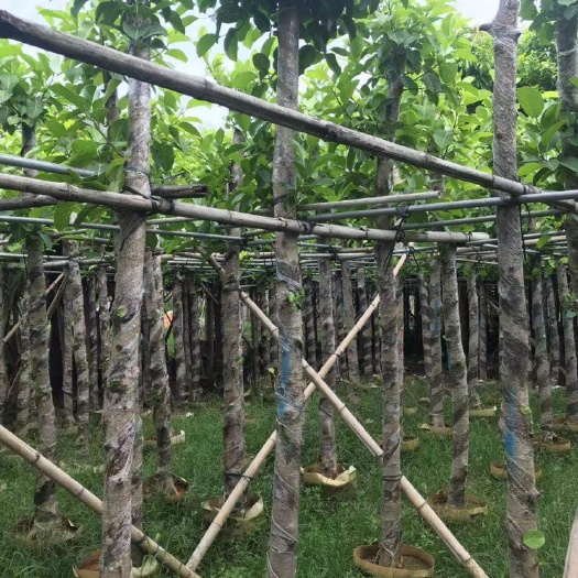 广东普宁供货高山榕苗木带土球发货提供技术指导