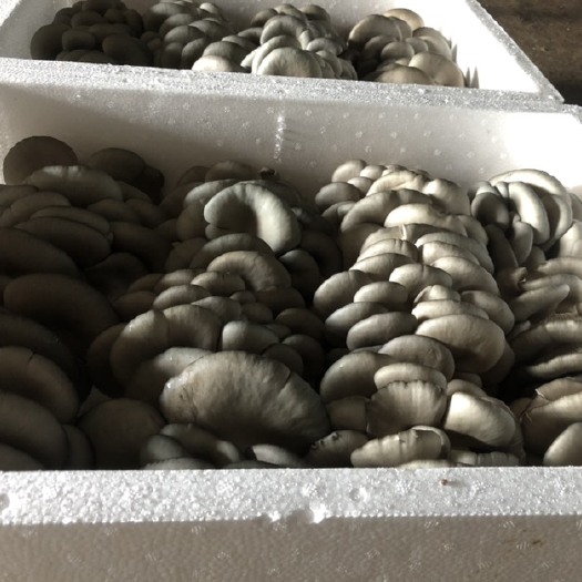 精品头批平菇，大小叶都有，欢迎各位老板咨询