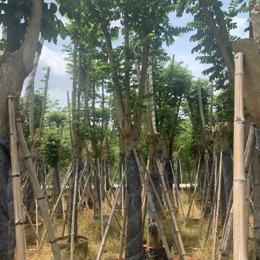 普宁市火焰木15公分3米以上 带土球 发货C级 苗木花草 乔木 树