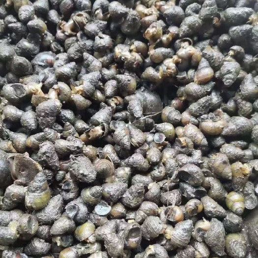 天门市专业养螺，长期做螺。长期供应优质田螺。各种规格都有。