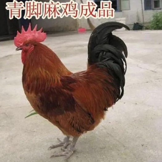 南宁 快大型青脚麻鸡苗、厂家直销、包邮到家