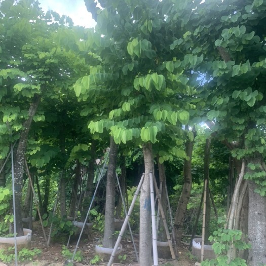 普宁市广东普宁4米紫荆树苗 米径15~20cm 带土球整车发货