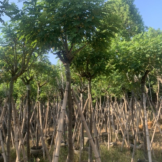 黄槐树苗 广东揭阳3~3.5米高度7-10公分米径带土球发货