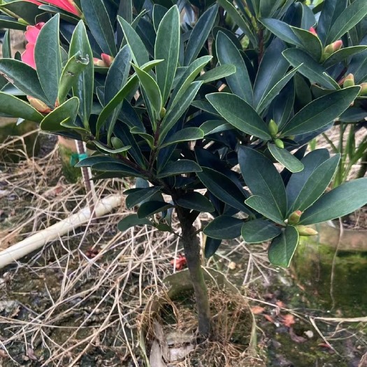 漳平市山茶花 80~100cm 