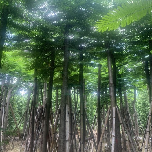 凤凰木 苗木 3~3.5米 广东揭阳整车物流 发货带土球
