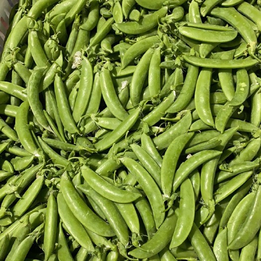 天祝县 甘肃兰州天祝甜豆角代收代办