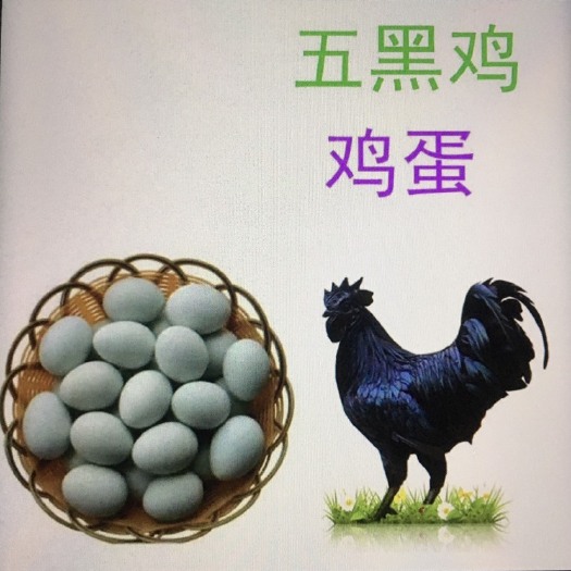南宁 五黑绿壳蛋鸡苗、厂家直销，包邮到家