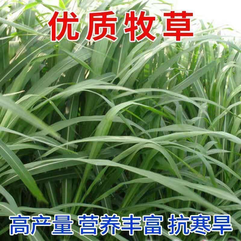 阳西县皇竹草种子，新型皇竹草种子，牧草种子，甜象草，黑麦草