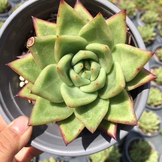 昆明多肉植物  东云系乌木杂交 12厘米盆