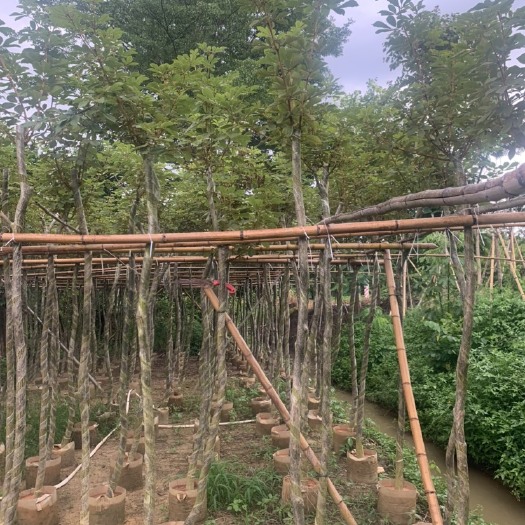 普宁市黄花风铃木 黄花多花风铃木