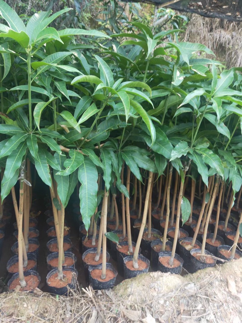 澳芒苗  芒果苗 澳芒芒果苗 金煌芒果苗 桂芒果苗 台农芒果苗 嫁接苗