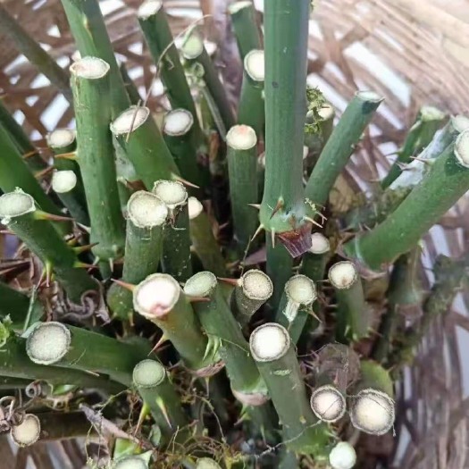 平湖市菝葜 