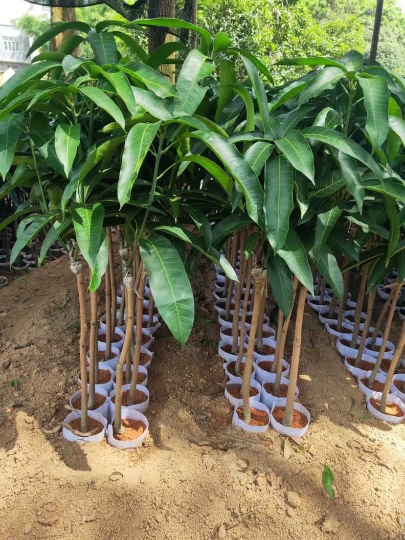 澳芒苗  芒果苗 澳芒芒果苗 金煌芒果苗 桂芒果苗 台农芒果苗 嫁接苗