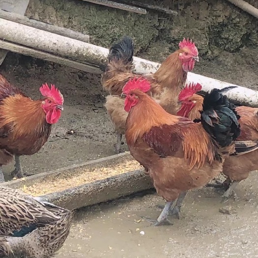 汉中 汉中地区散养土鸡出售