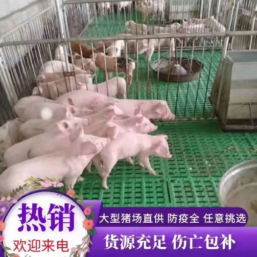 山东优良三元仔猪大量供应  猪场直销  品种齐全  防疫齐全