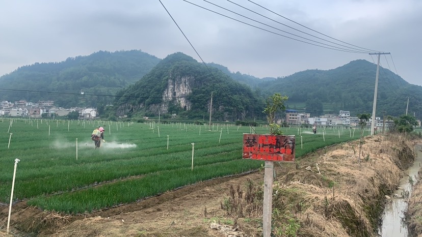 织金县小香葱A货黑葱，全年供应