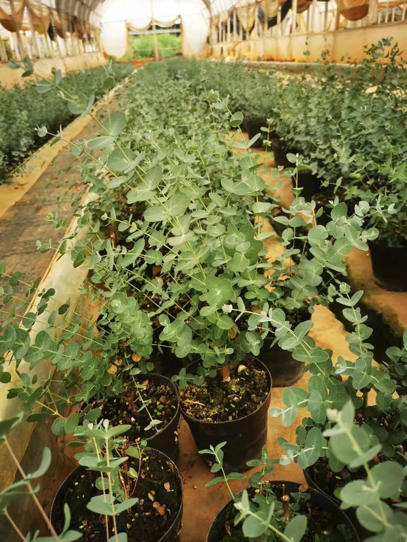 昆明尤加利  优加利银水滴，苹果叶，心形，按树盆栽，量大从优，基地直发