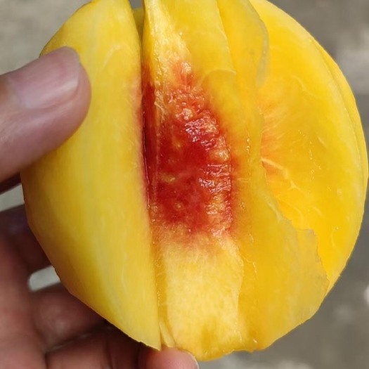 宜章县 黄桃