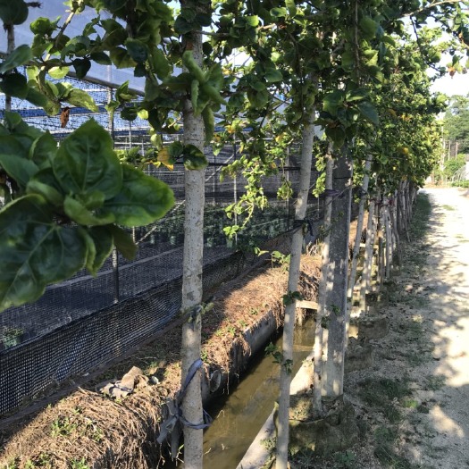 鹤山市朱槿  乔木大红花树
