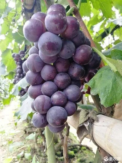 成都龙泉巨峰葡萄