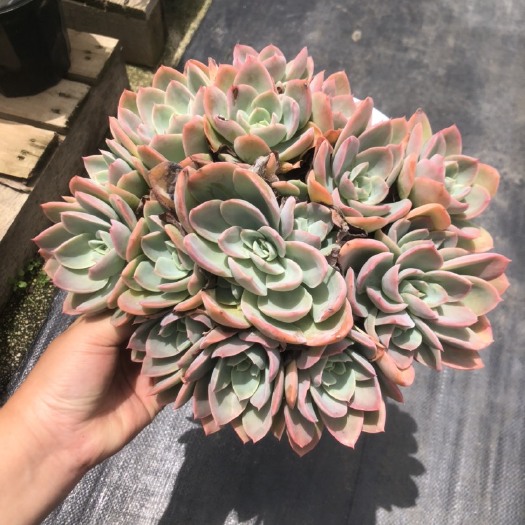 昆明多肉植物  丝绸面纱 21厘米盆。整群