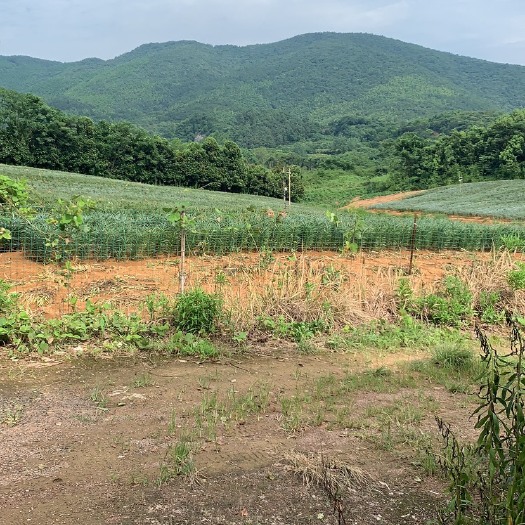 鲜百合  宜兴苦百合