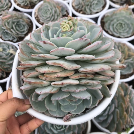 昆明多肉植物 勃朗峰 18厘米盆 双头起发