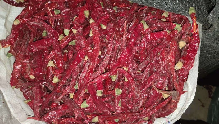 博湖县干线椒  二荆条 干辣椒去把