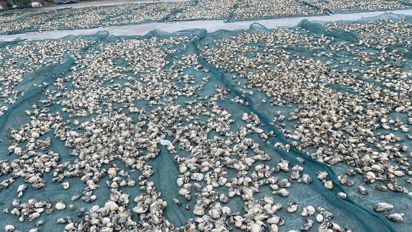 海口牡蛎 蚝干
