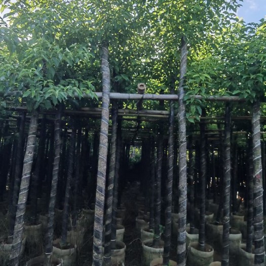 揭阳小叶樟