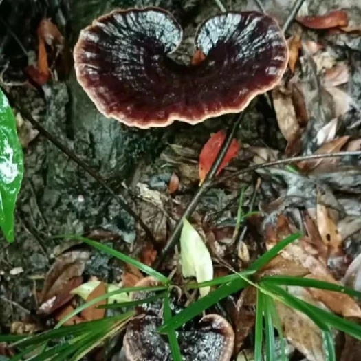 黎平县纯紫灵芝 贵州灵芝黑灵芝