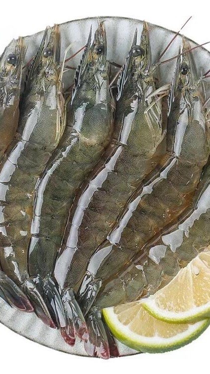 连云港南美白对虾 大虾